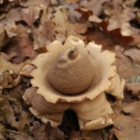 (Halskrausenerdstern (Geastrum triplex)